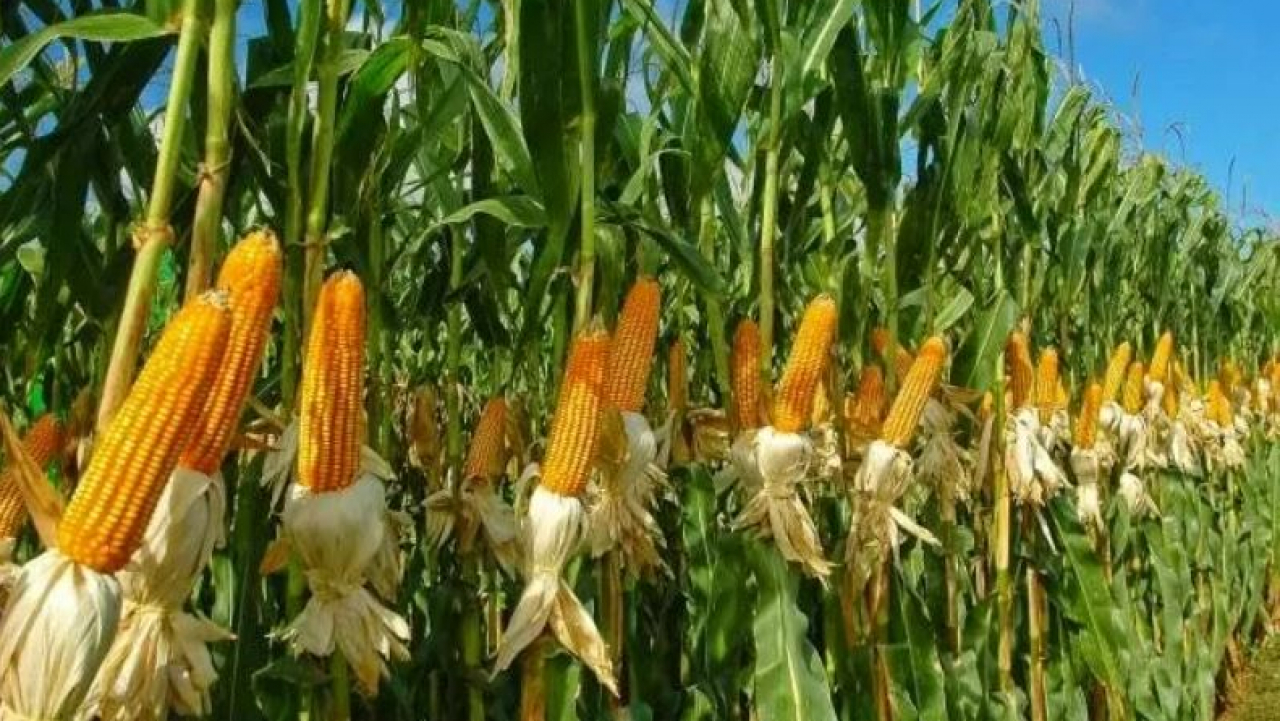 Jagung