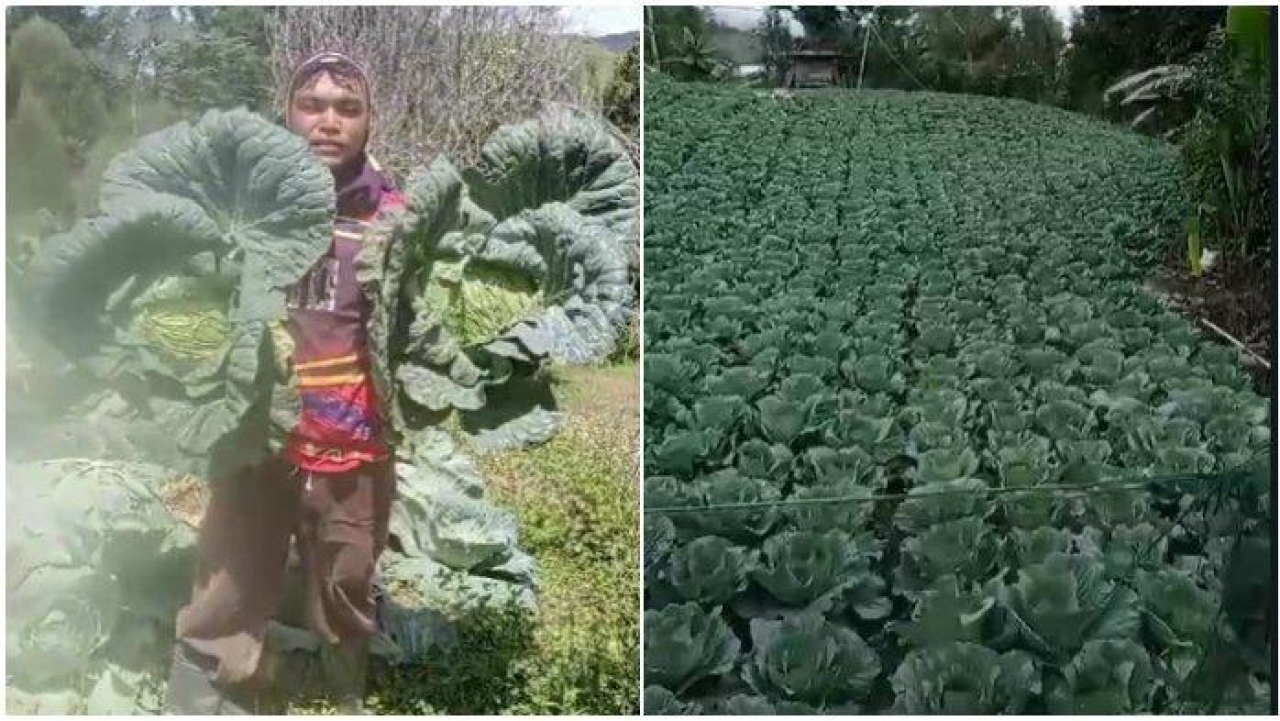 Modal 5 Juta Mahasiswa Enrekang jadi  petani sayur kubis,Hasil Panen mengejutkan