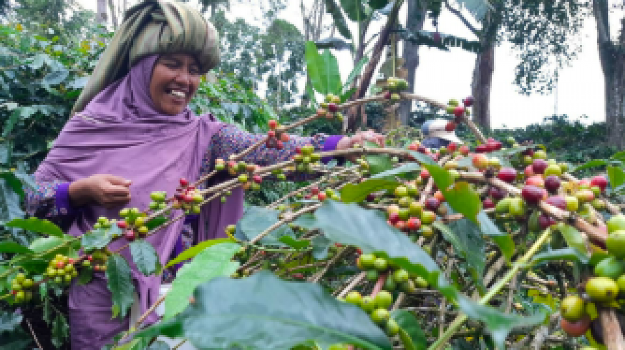 potensi perkebunan