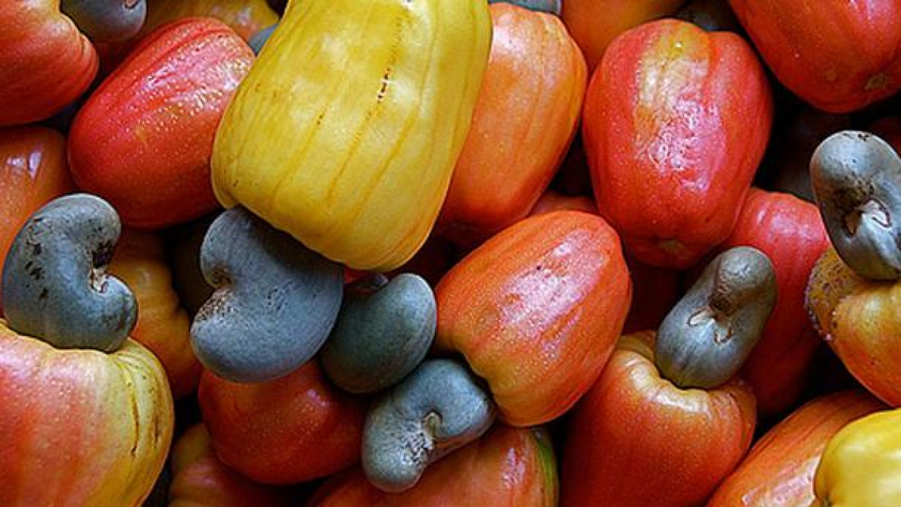 Jambu Mete