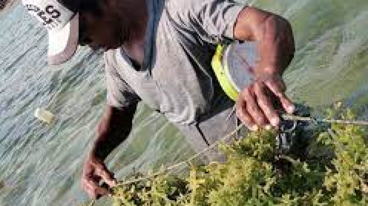 RUMPUT LAUT/KATONIK