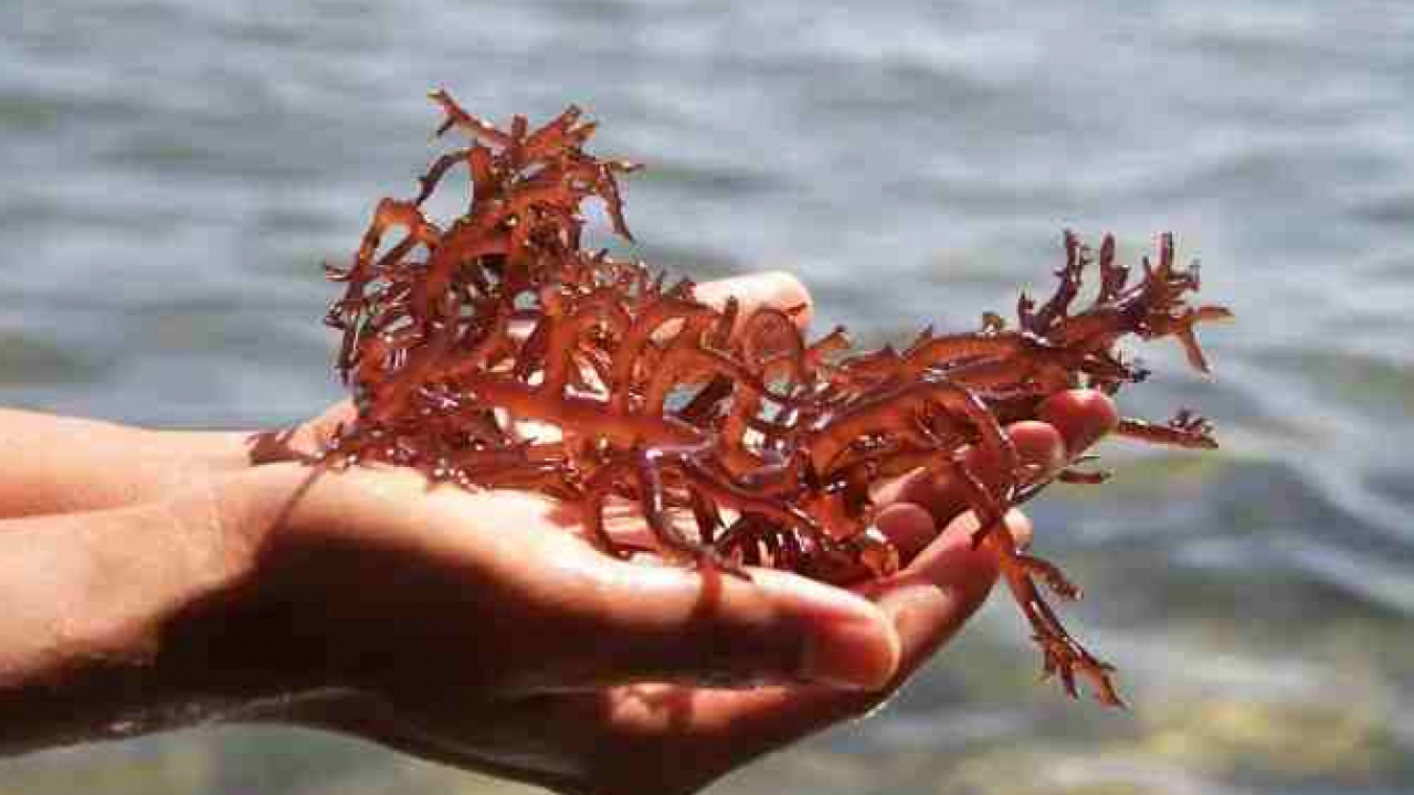 Potensi Laut Lare-Lare: Rumput Laut Unggulan, Kesejahteraan Meningkat