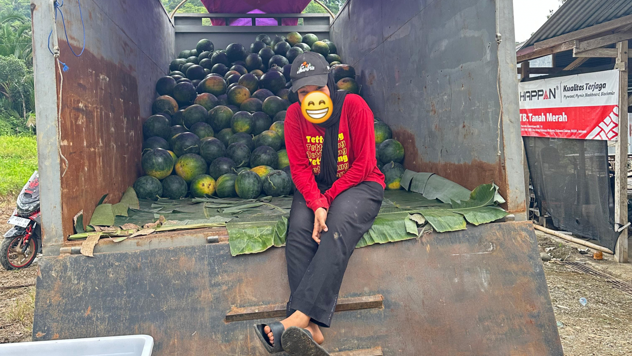 BUMDes Lempangmai Desa Tettekang Panen 16 Ton Semangka Tanpa Biji dari Program Ketahanan Pangan