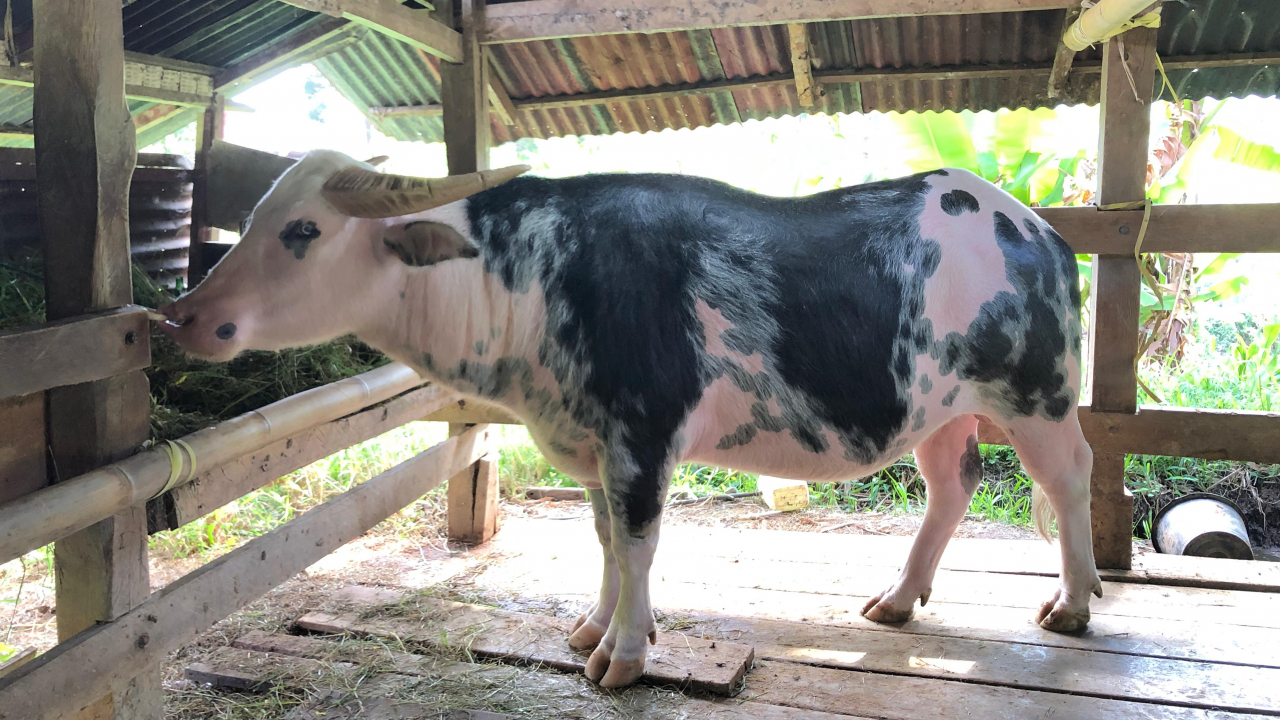 Pertanian dan Peternakan