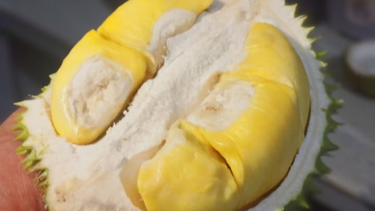 Durian Pollo suso