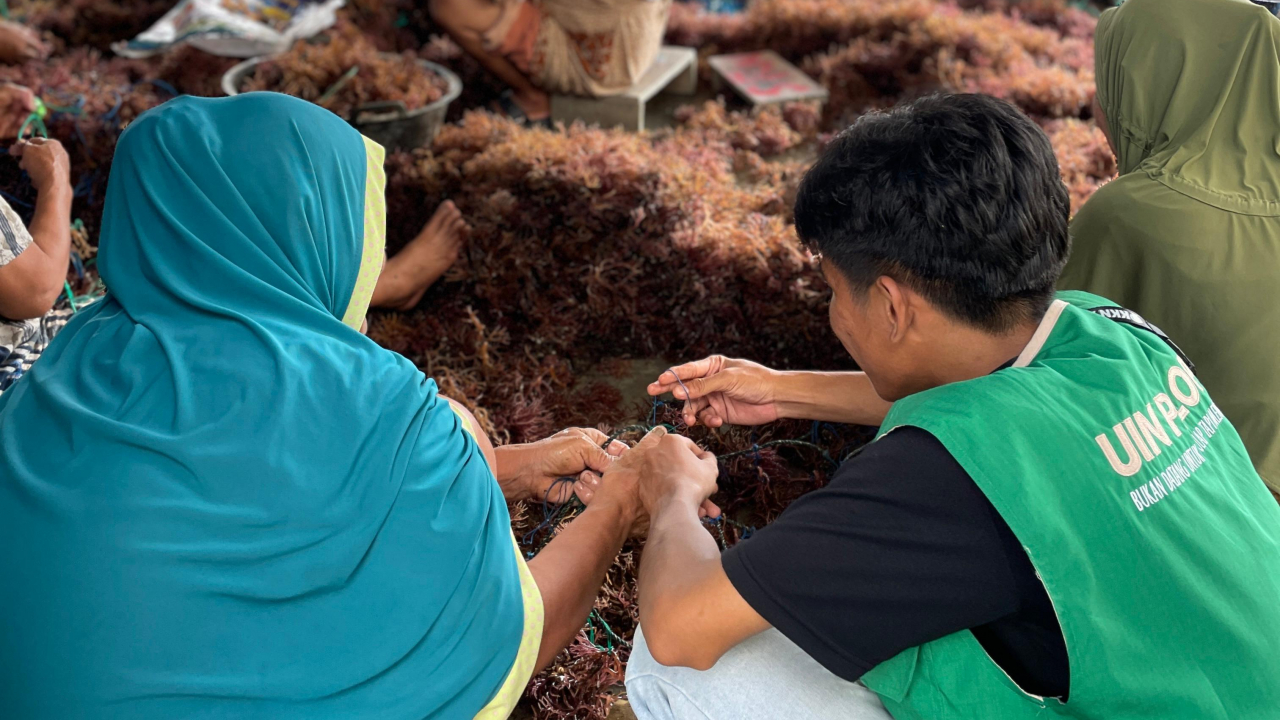 Budidaya Rumput Laut