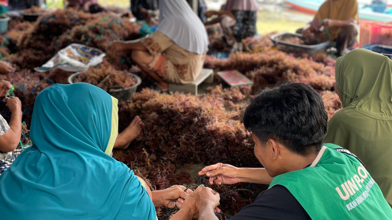 Potensi dan Peluang Pengembangan Budidaya Rumput Laut di Desa Bawalipu