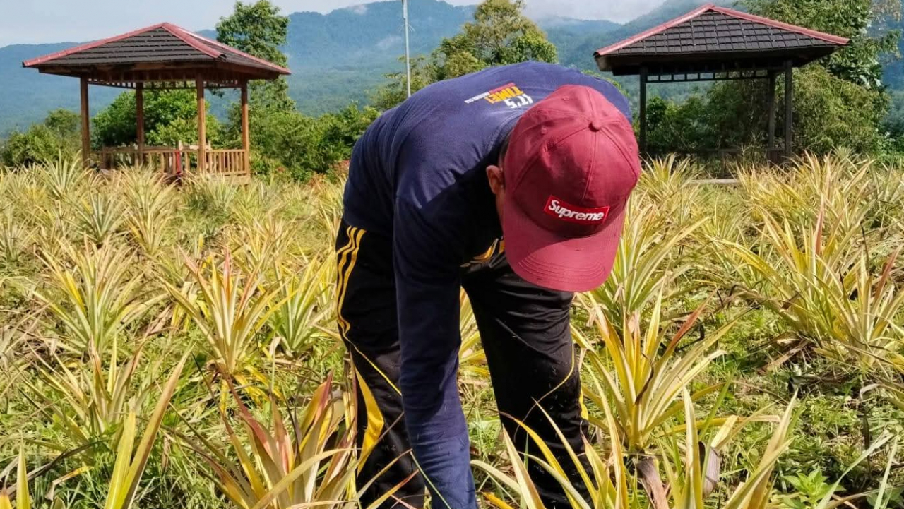 KEGIATAN JUMAT BERSIH DI PERKEBUNAN NENAS