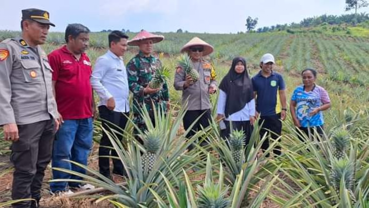 KUNJUNGAN BAPAK KAPOLRES LUWU TIMUR , TNI, CAMAT WASUPONDA   DI PERKEBUNAN NENAS DESA TABARANO