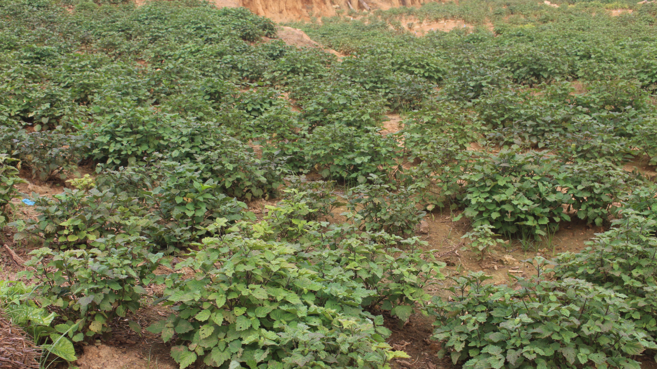 TANAMAN NILAM