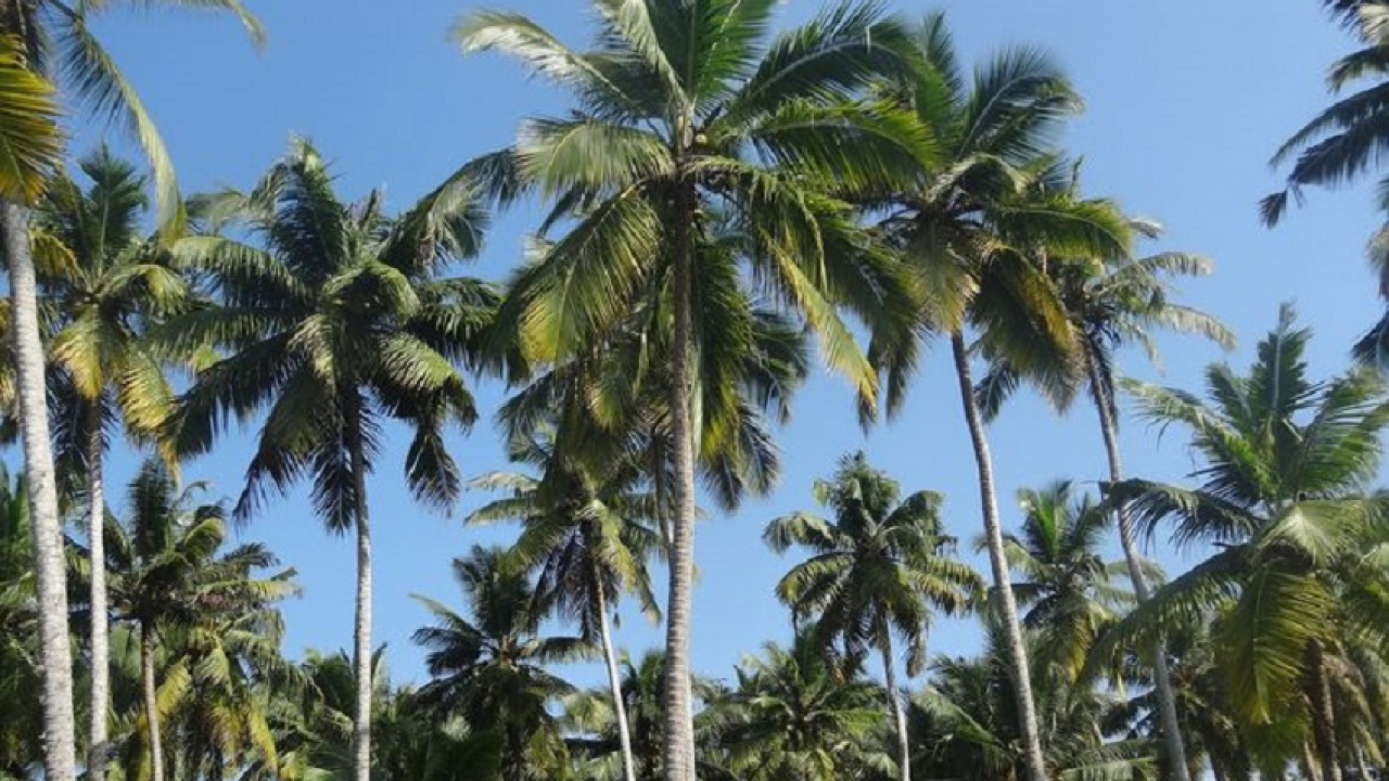TANAMAN KELAPA DALAM