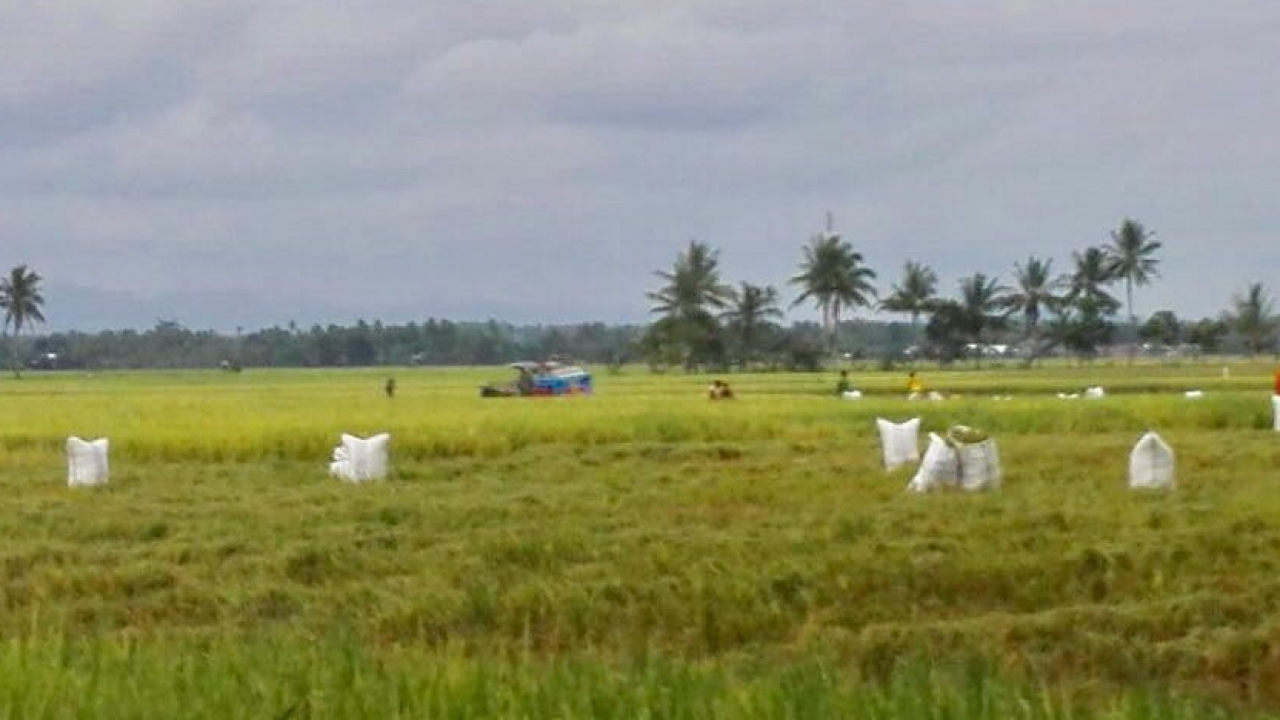 Padi sawah