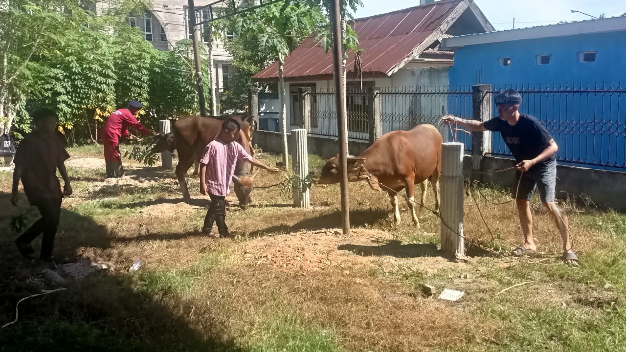 Warga Kelurahan Tumpas Sembelih 9 Ekor Sapi dan 2 Kambing Kurban