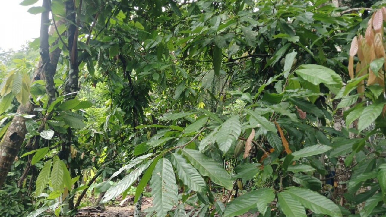 Perkebunan Kakao dan Jambu Mete