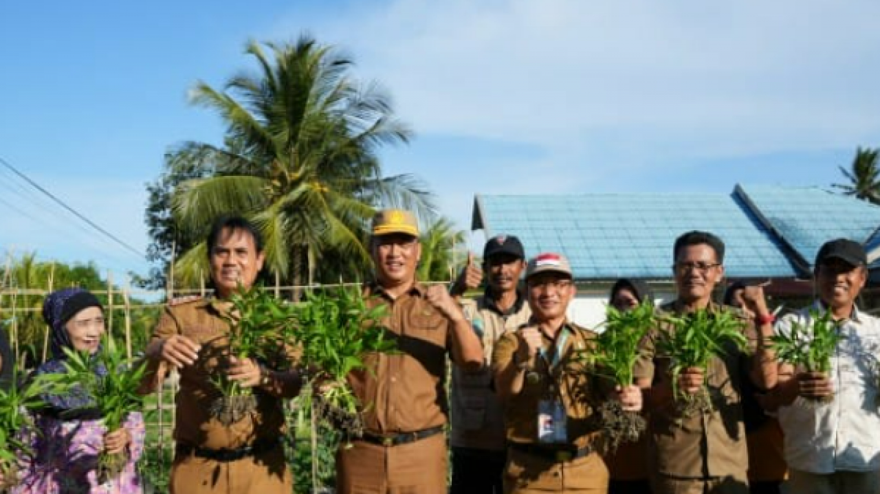 Konawe Panen Perdana Sayuran Organik, Tanda Majunya Pertanian Berkelanjutan