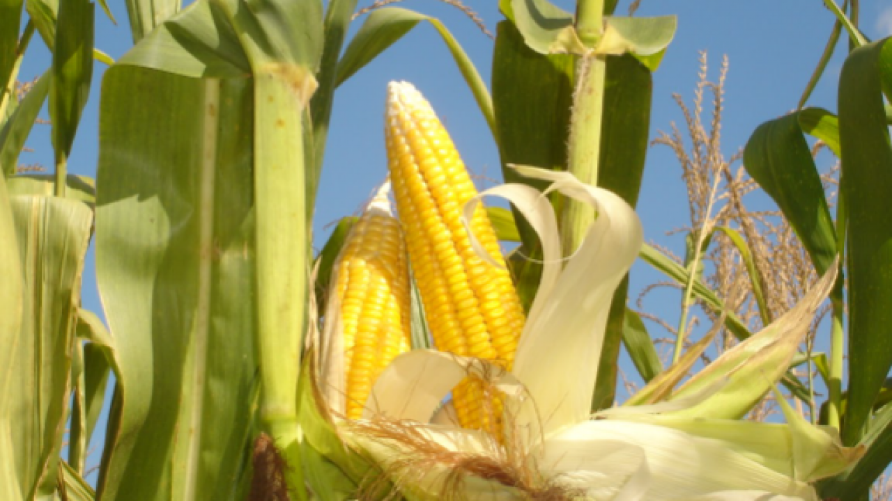 Usaha Tani Jagung Manis