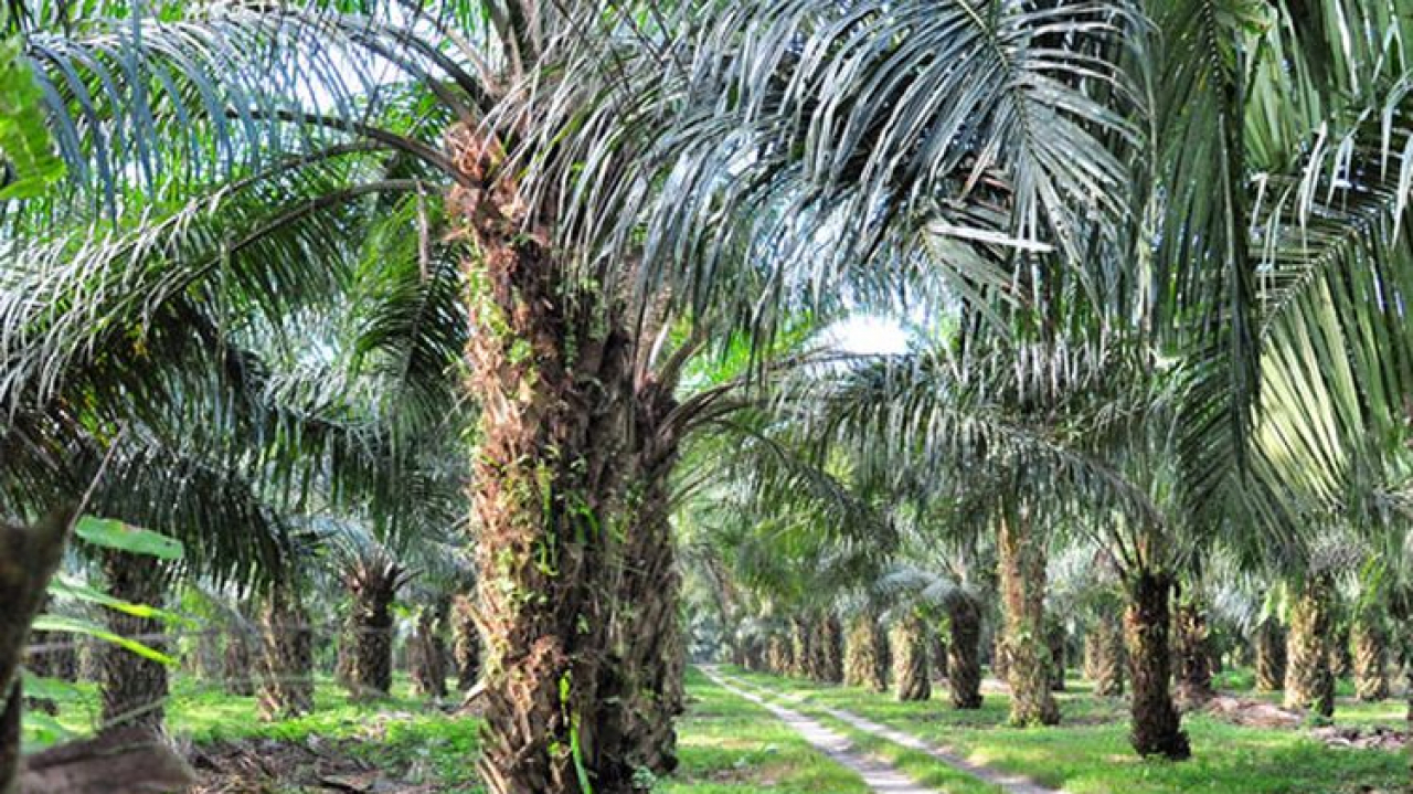 Perkebunan Kelapa Sawit