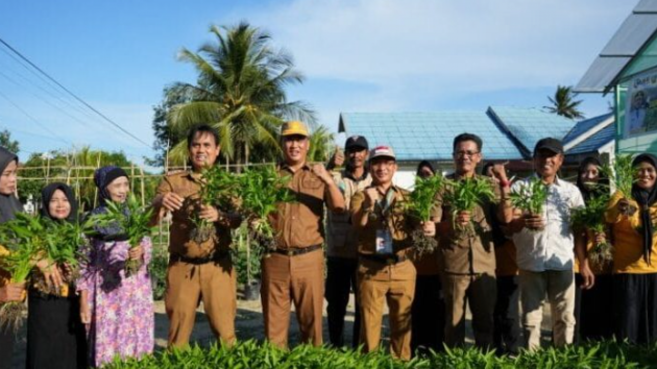 Konawe Menuju Masa Depan Lestari, Panen Perdana Pertanian Organik di Kelurahan Asinua