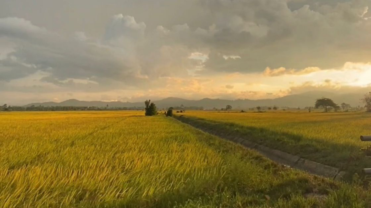Potensi Ratusan Hektar Lahan Pertanian Padi Sawah