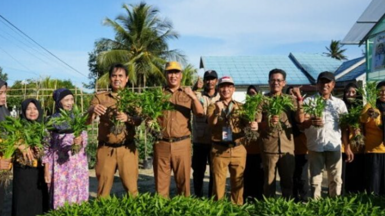 Konawe Menuju Masa Depan Lestari, Panen Perdana Pertanian Organik di Kelurahan Asinua