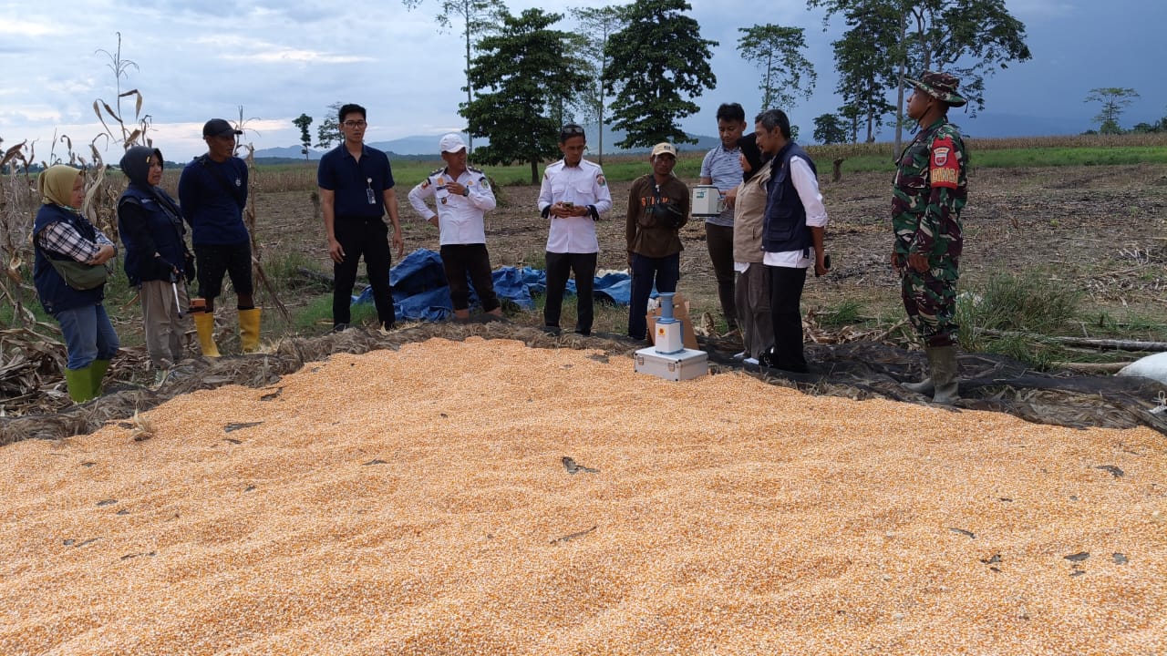 Bulog Serap Jagung Pakan Petani Watundehoa dengan Harga Rp 5.500