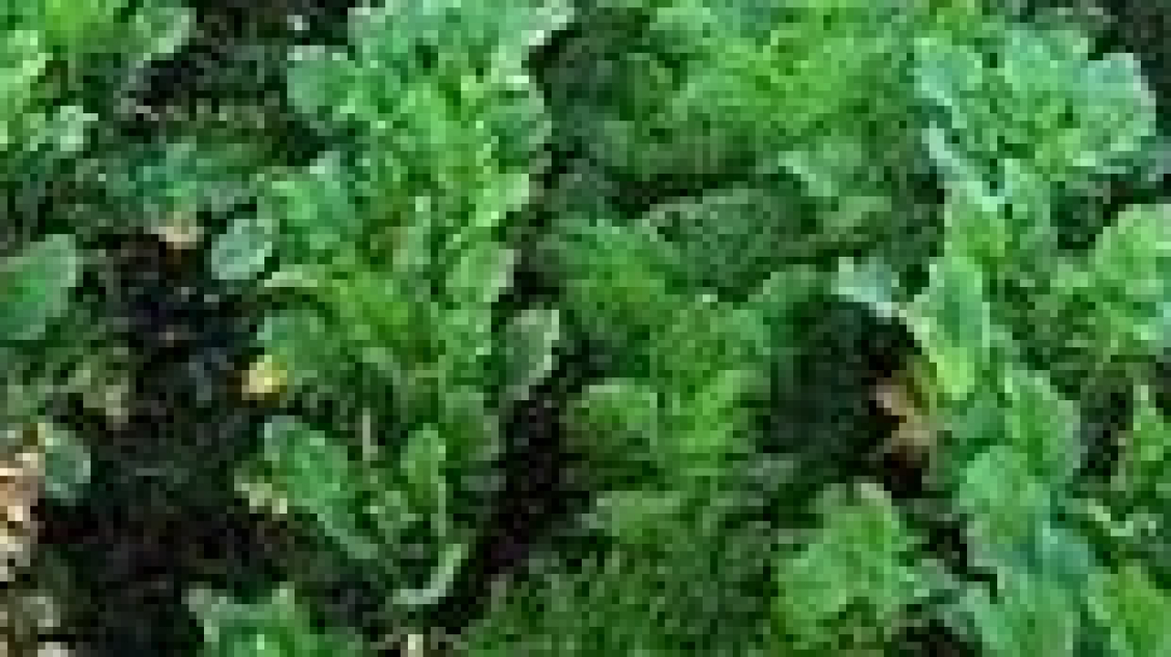 Warga Petani Desa Lalohao Konawe Terima Bibit Palawija