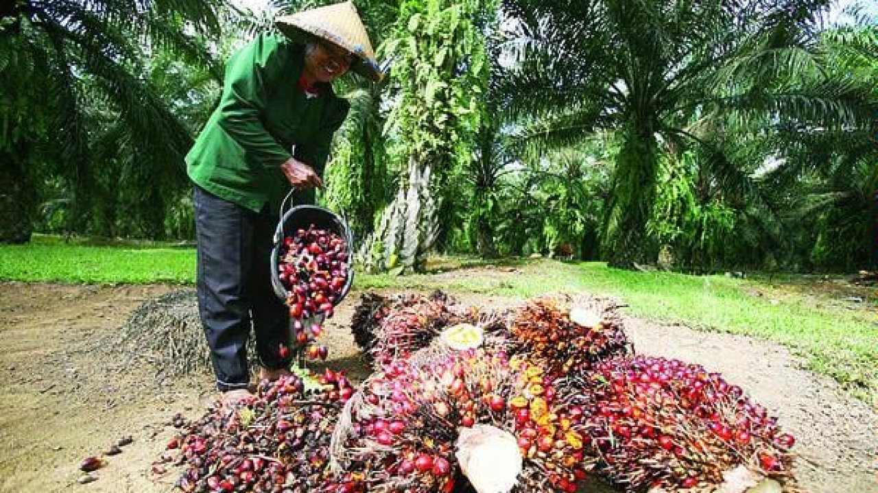 Kebun Kelapa Sawit