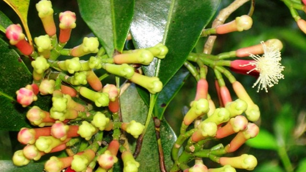 Cengkeh