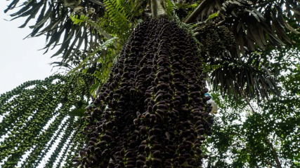 Pohon Aren | Website Resmi Desa Parudongka