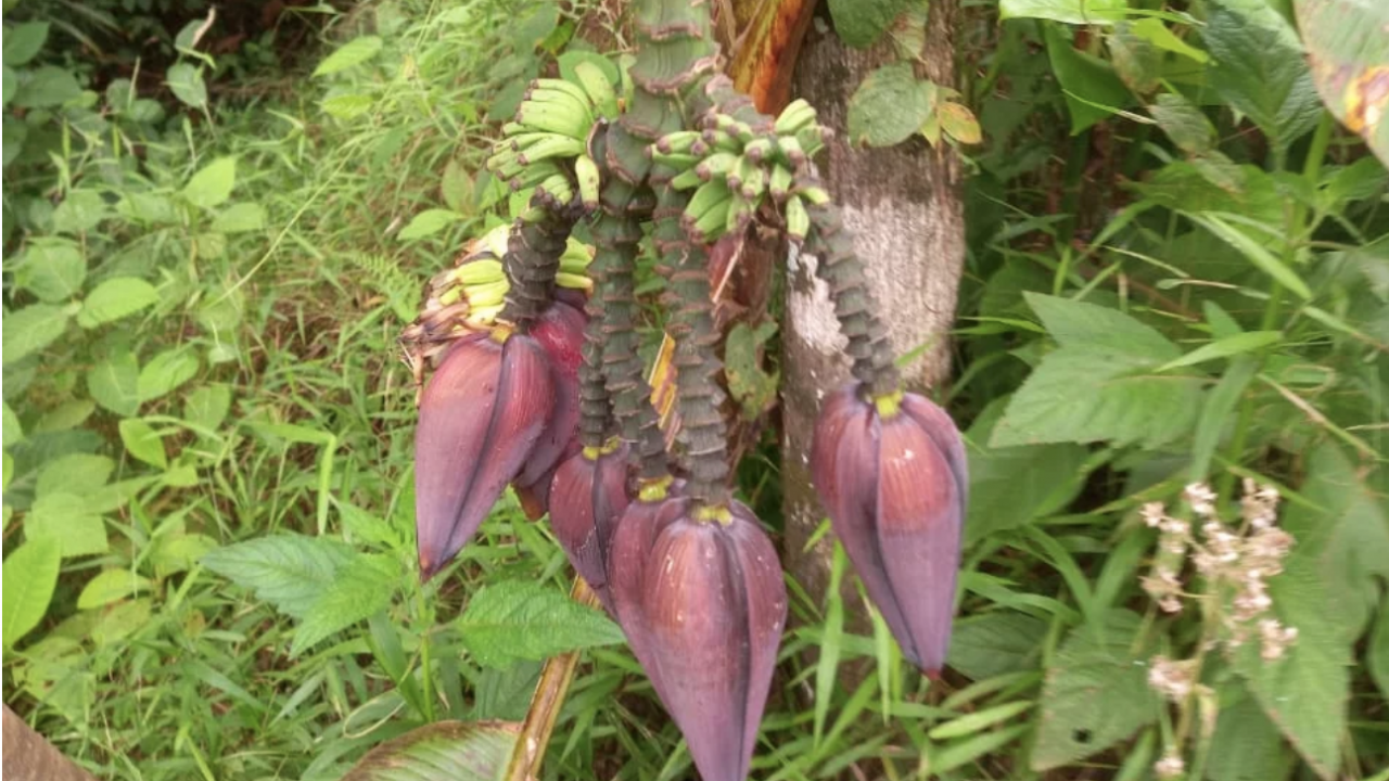 Unik, Pohon Pisang Miliki 7 Jantung di Kecamatan Routa Konawe Desa Lalomerui