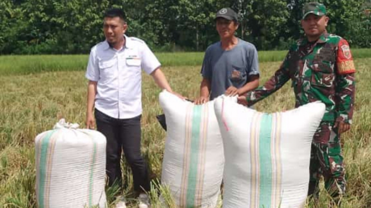 Panen Padi di Kelurahan Toriki Dampingi Lurah, BULOG, dan Babinsa