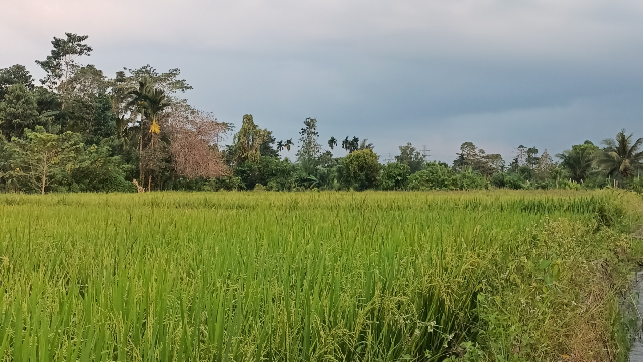 Pertanian Sawah Padi