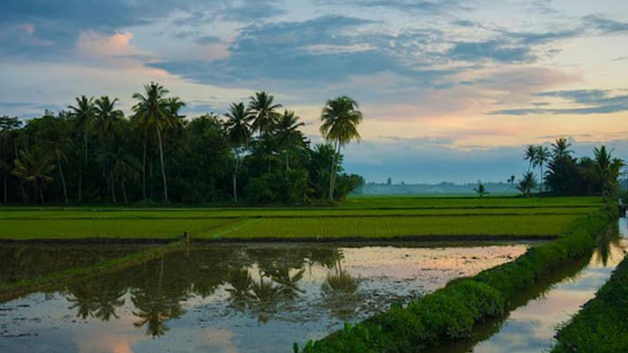 Pesona Sawah Watulawu