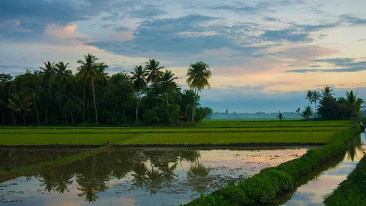 Eksplorasi Potensi Desa Watulawu dalam Sektor Pertanian Sawah untuk Peningkatan Kesejahteraan Petani