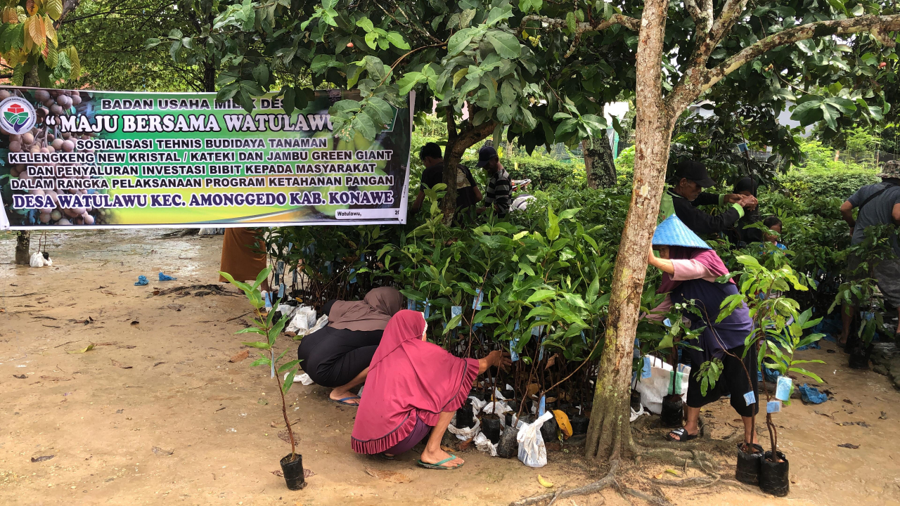 Bumdes Maju Bersama Salurkan Bibit Kelengkeng dan Jambu: Wujudkan Ketahanan Pangan Desa Watulawu 2025