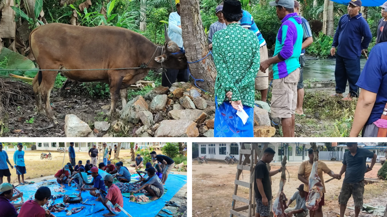 Penyembelihan Hewan Qurban di Masjid Al Ikhsan Desa Watulawu dalam Rangka Perayaan Idul Adha 1445 Hijiriah