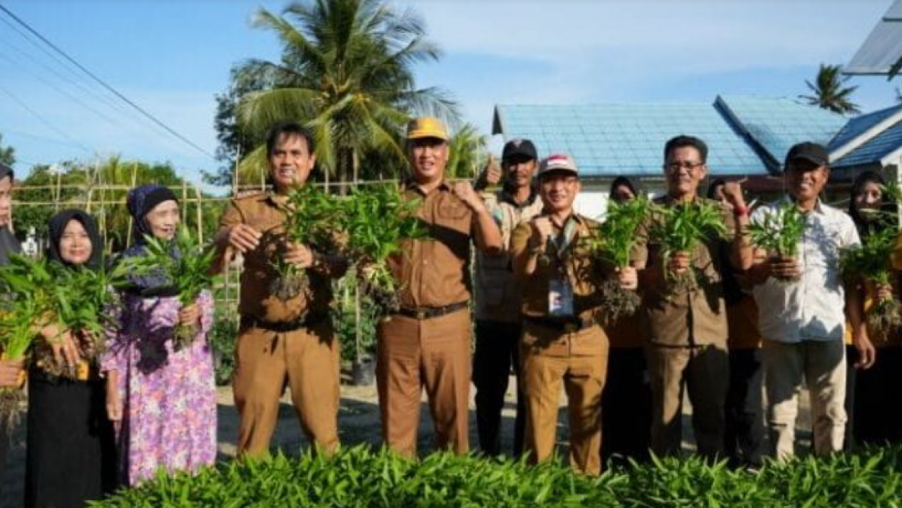 Konawe Menuju Masa Depan Lestari, Panen Perdana Pertanian Organik di Kelurahan Asinua