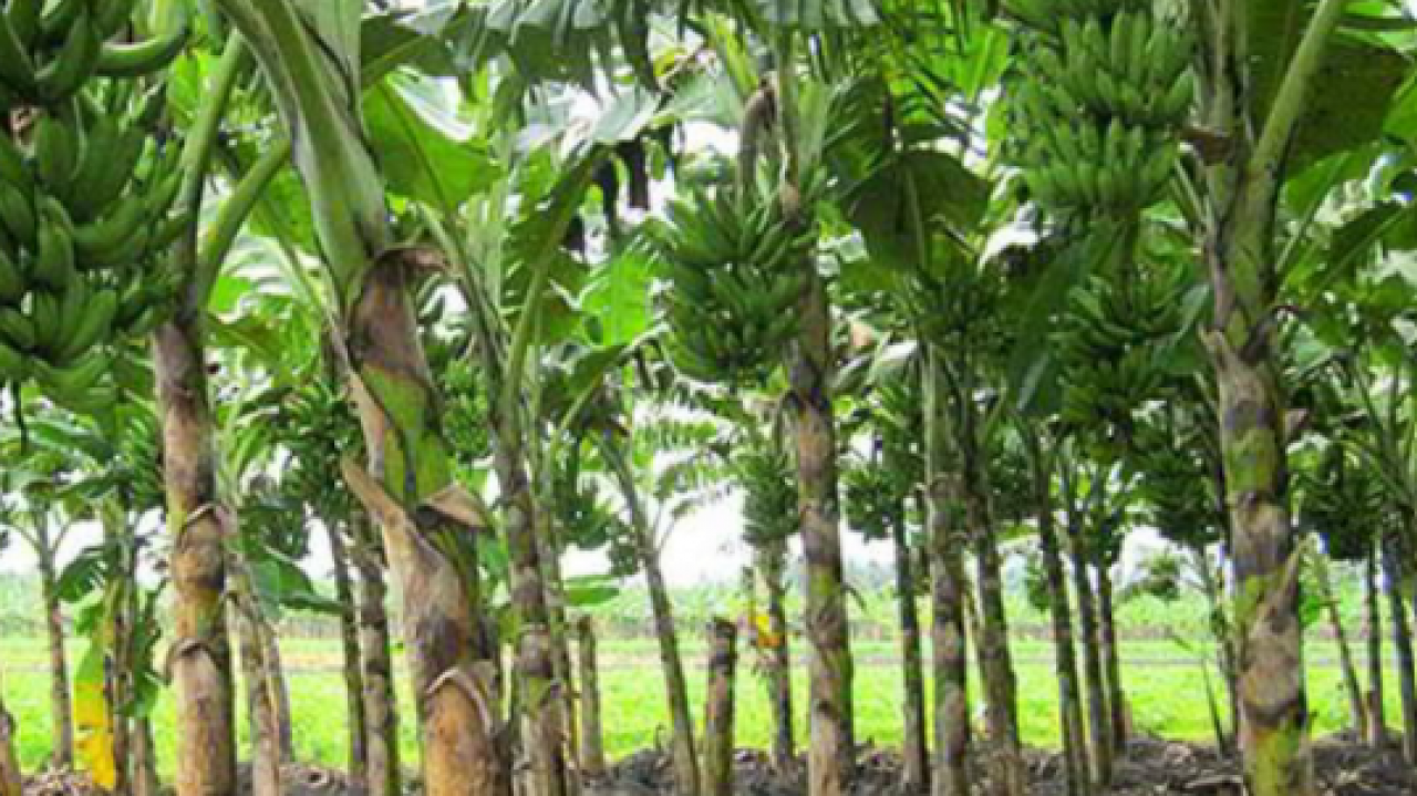 Kebun Pisang