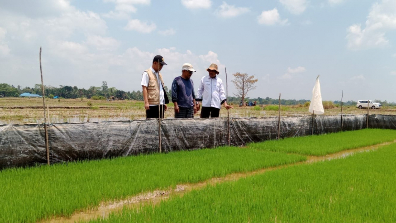 Kepala BSIP Sultra Optimis Petani Konawe Tingkatkan Produktivitas melalui Pompanisasi dan VUB Unggul
