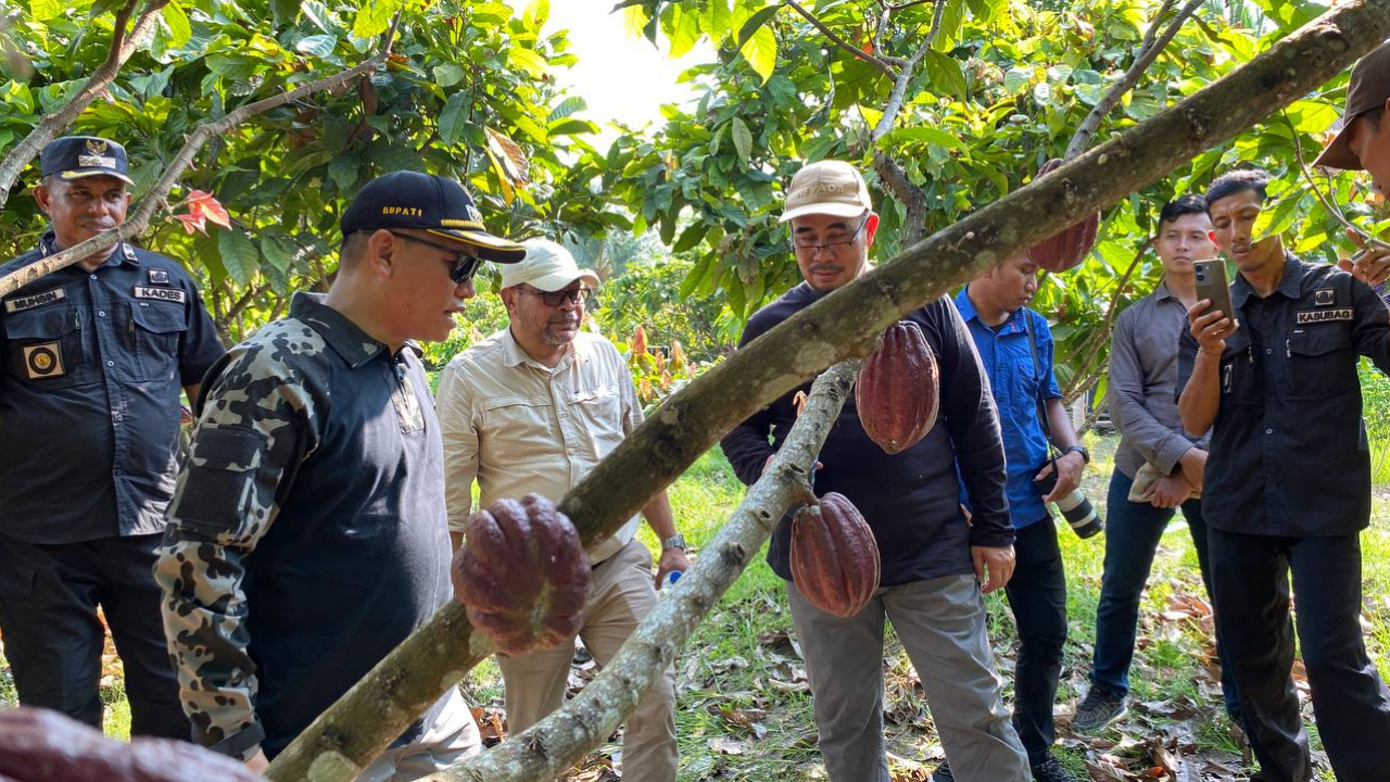 Perkebunan Kakao