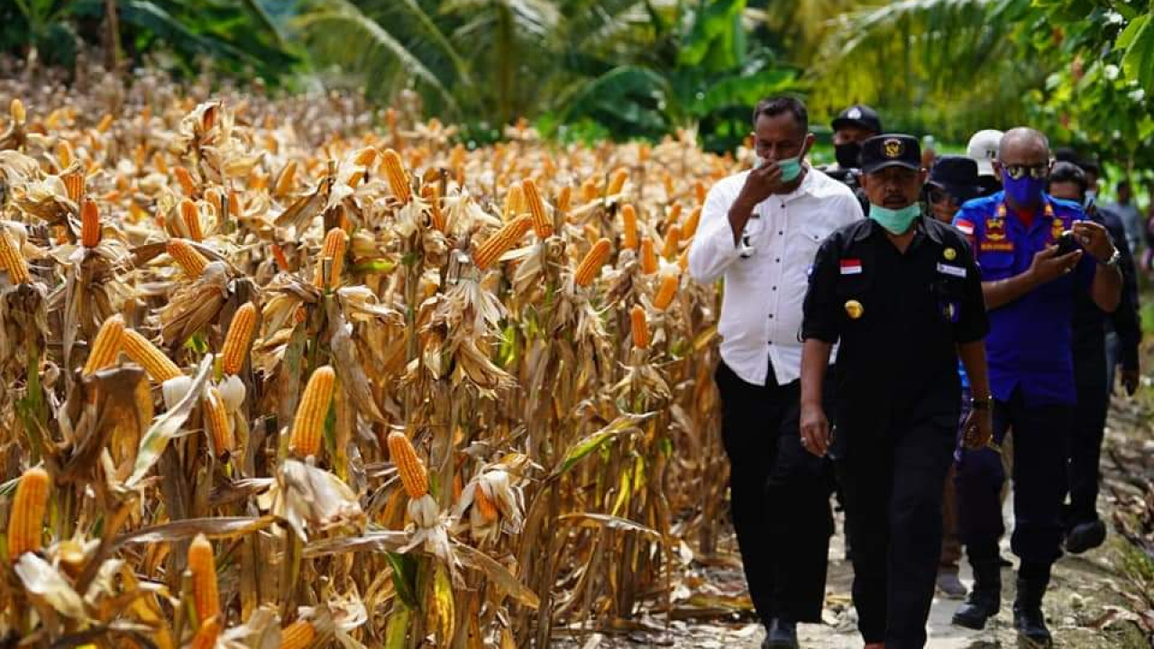 Perkebunan Jagung