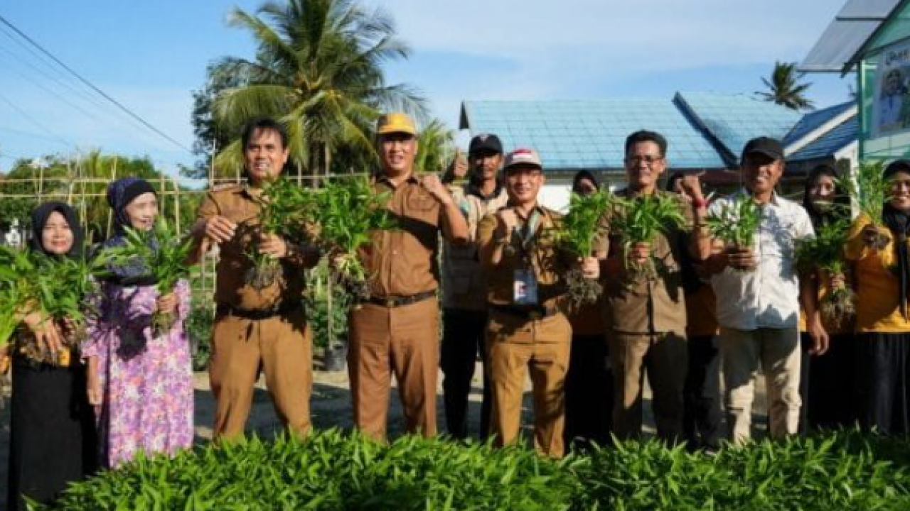 Konawe Menuju Masa Depan Lestari, Panen Perdana Pertanian Organik di Kelurahan Asinua