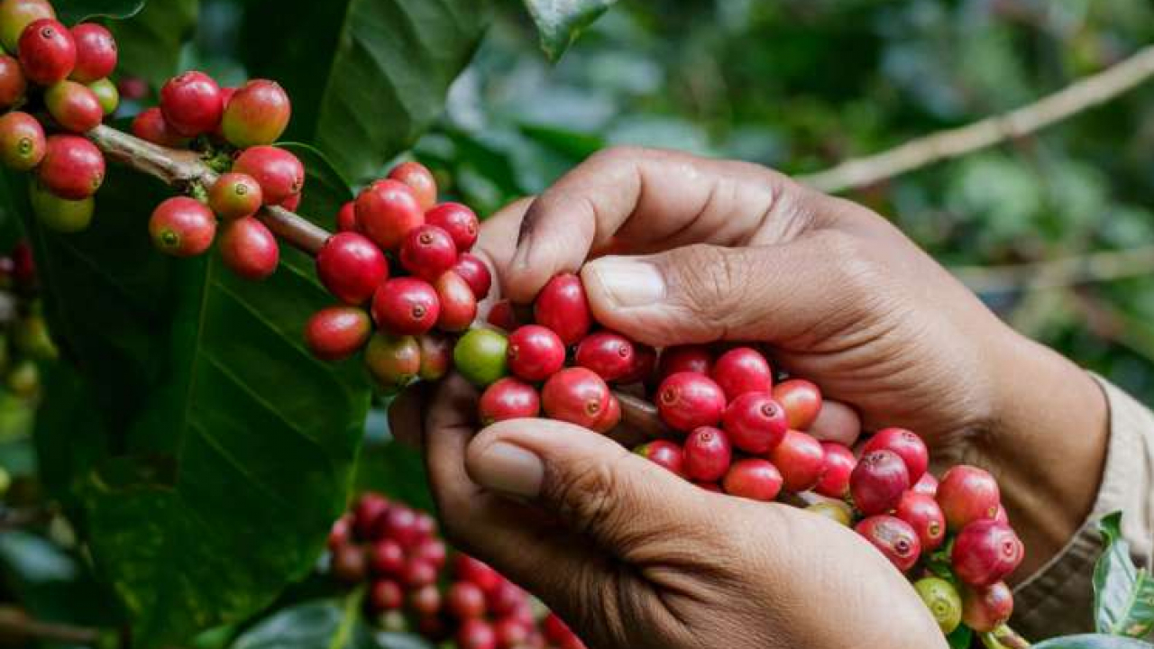 Kopi
