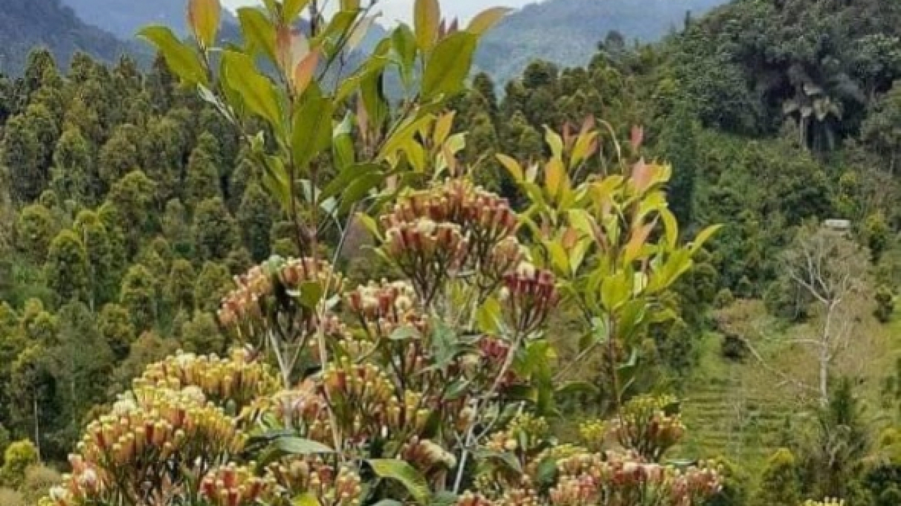 Tanaman Cengkeh (Pertanian dan Perkebunan)