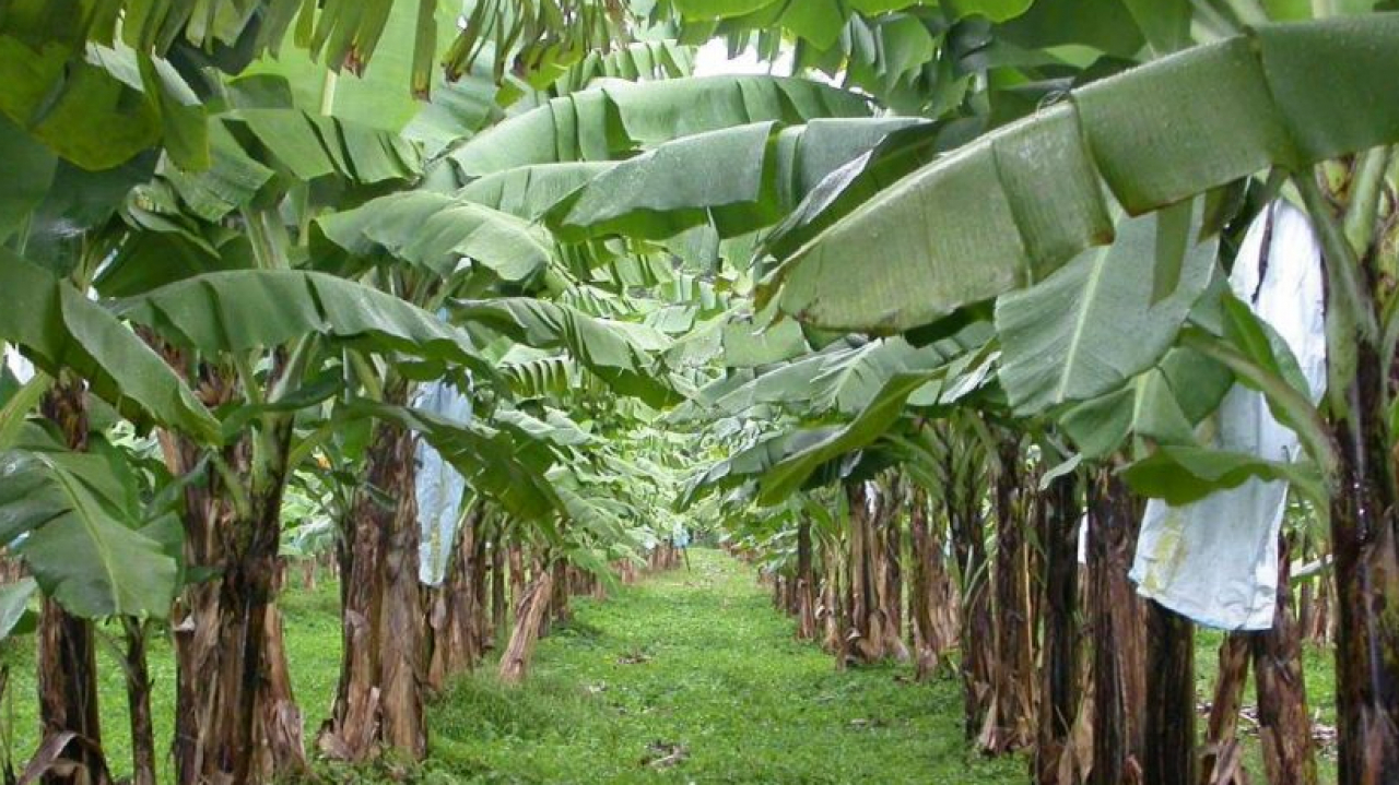 Tanaman Pisang (Pertanian dan Perkebunan)