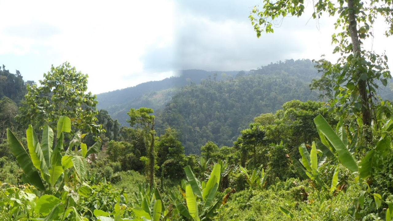 Potensi Dalam Bidang Perhutanan