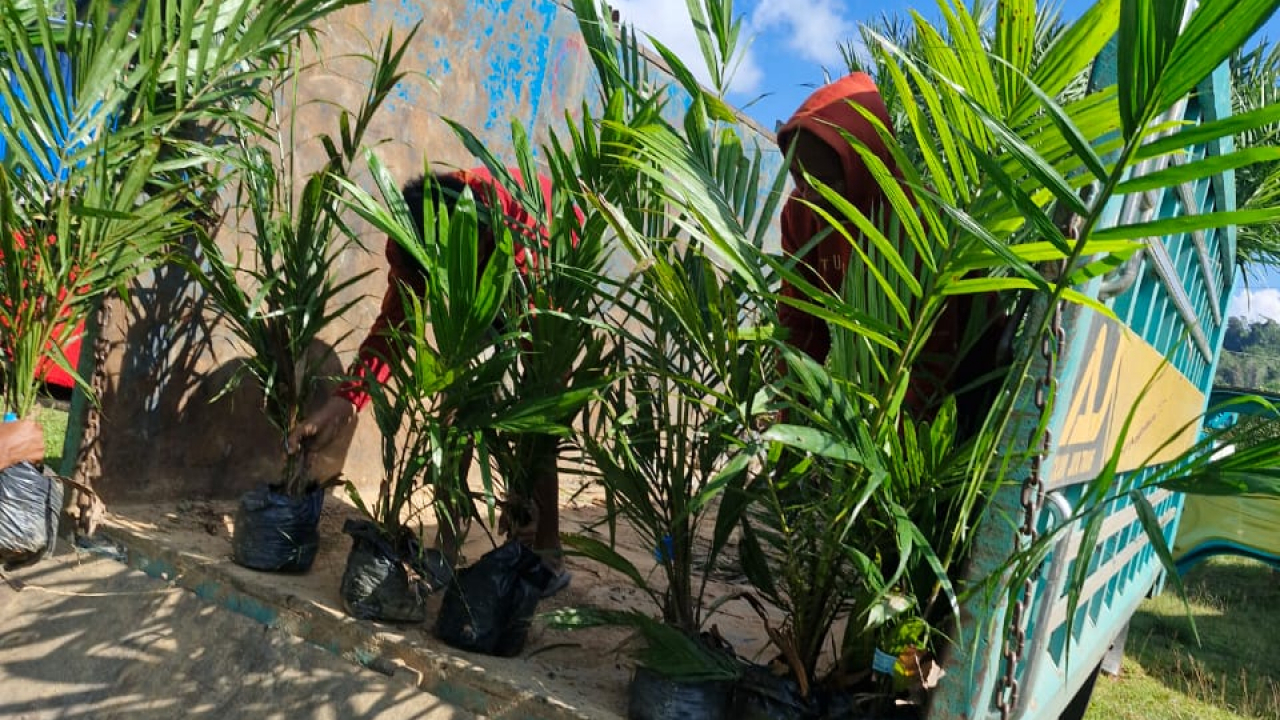 Bantuan Bibit Sawit Dari Pemerintah Daerah Kabupaten Konawe Utara