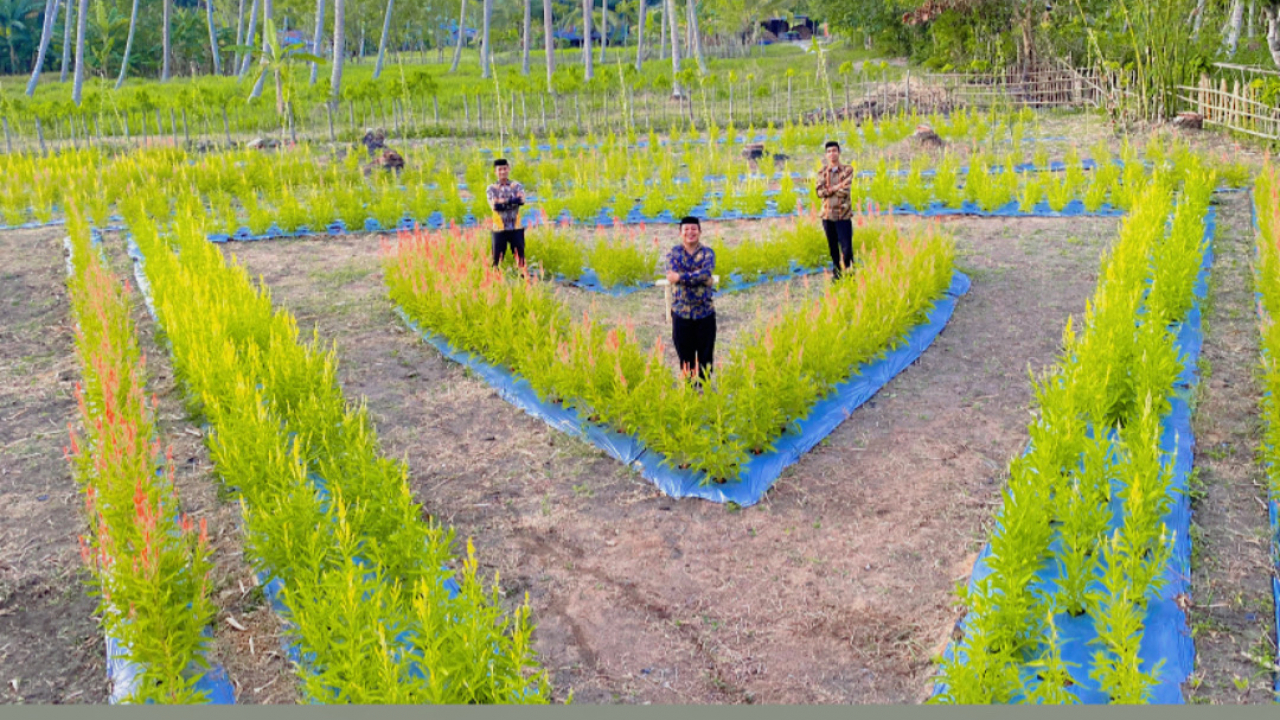 wisata Bunga Celosia