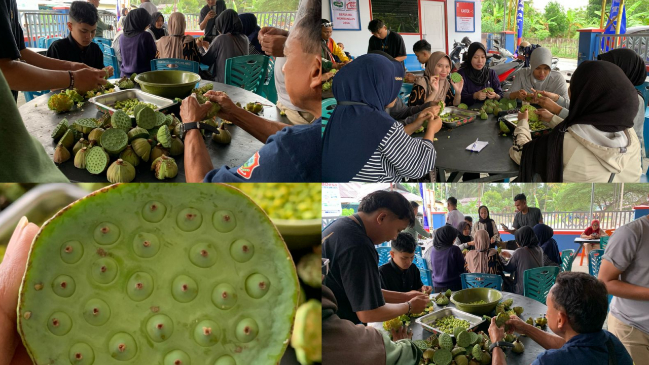 Potensi Lotush/Buah Teratai Di Desa Teratai