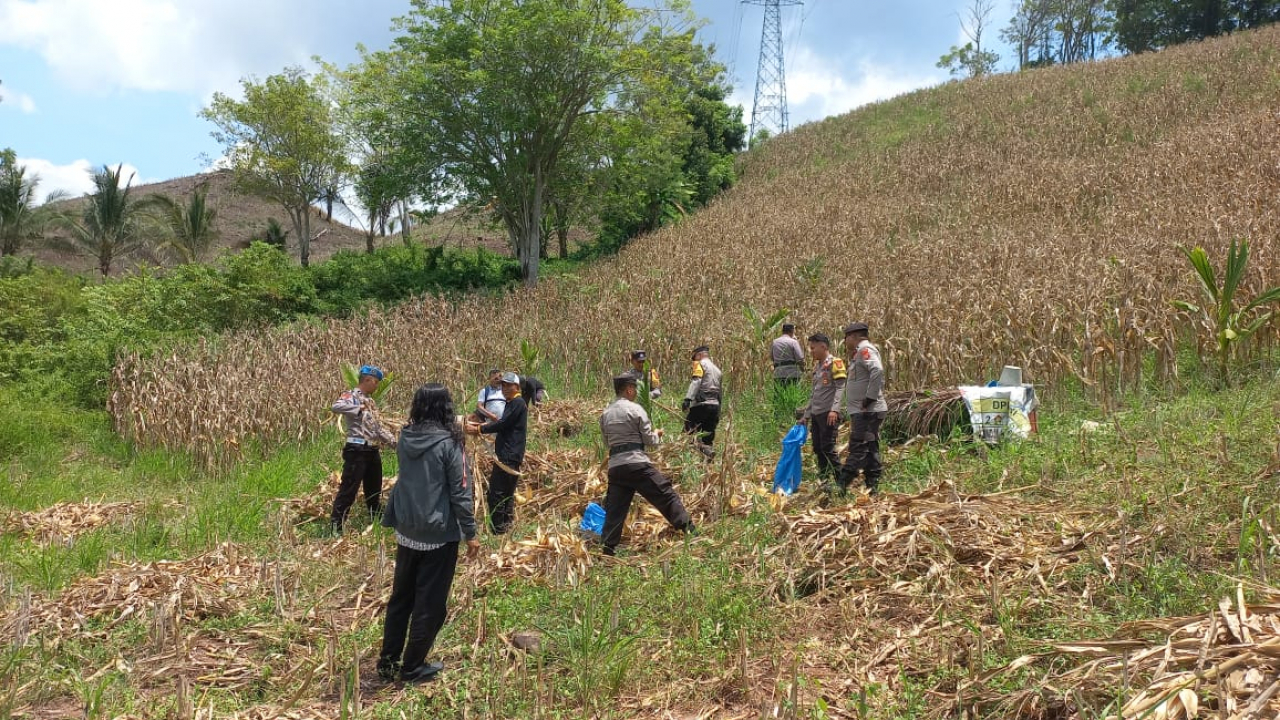 Perekonomian Desa Piloliyanga Berjaya di Sektor Pertanian dengan Panen Raya